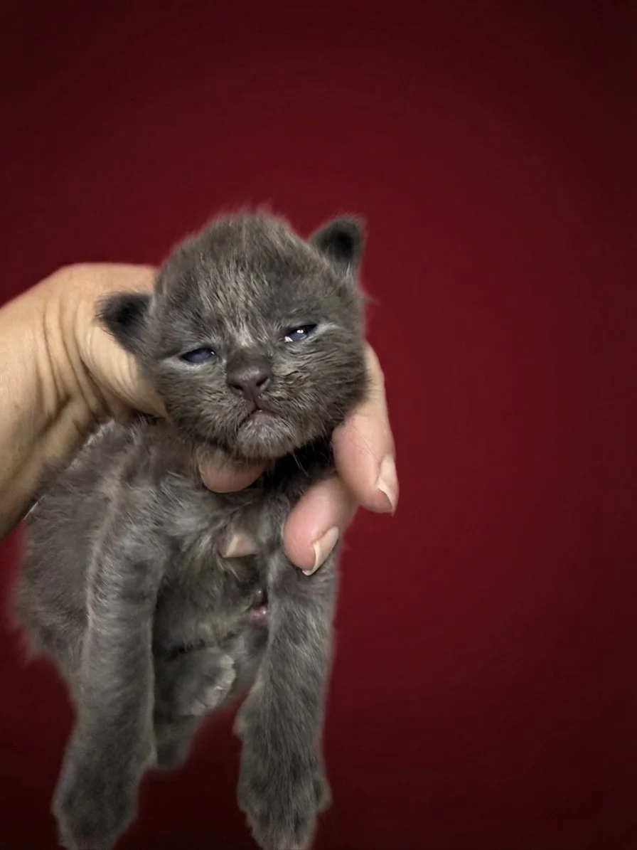 Solid blue Maine Coon new born kitten with excellent features already