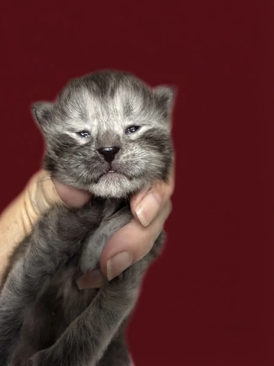 Black smoke Maine Coon new born kitten