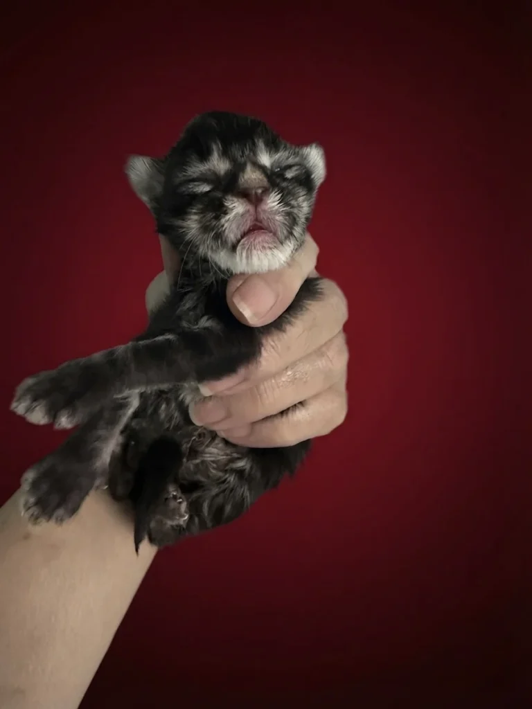 Black silver torbie Maine Coon newborn kitten in a red background