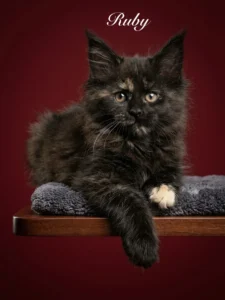 Black tortie Maine Coon female setting on a perch with a beautiful face