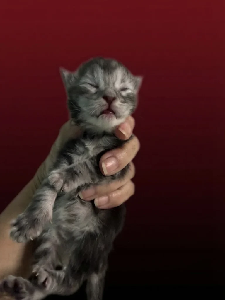 Black silver tabby Maine Coon new born kitten