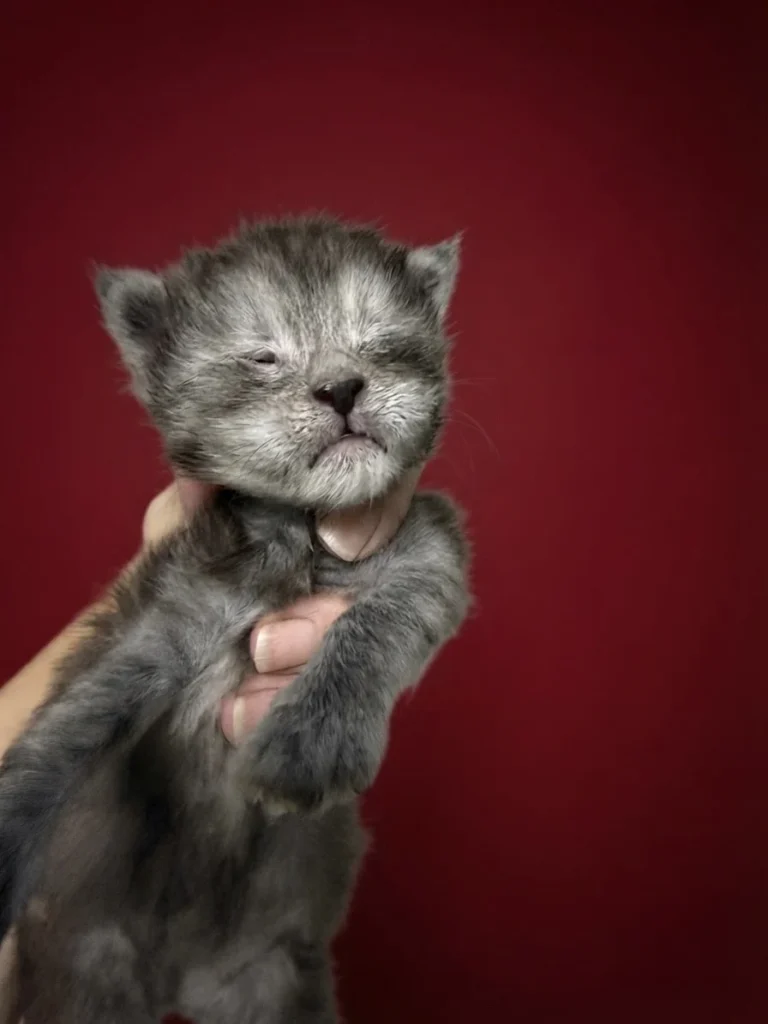 Black smoke Maine Coon new born kitten in a deep red background