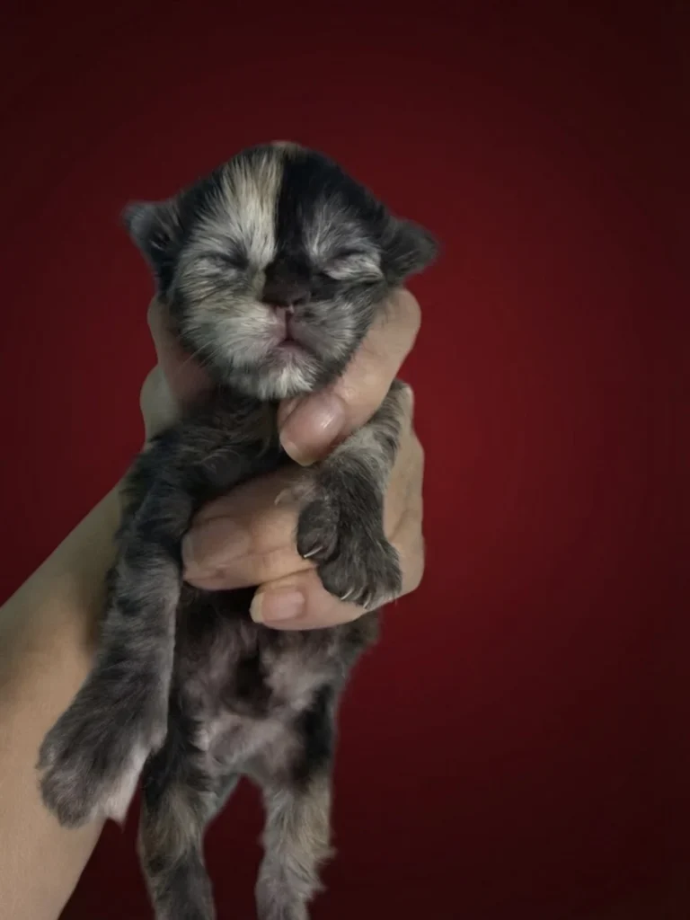 Black tortie Maine Coon new born kitten with beautiful markings