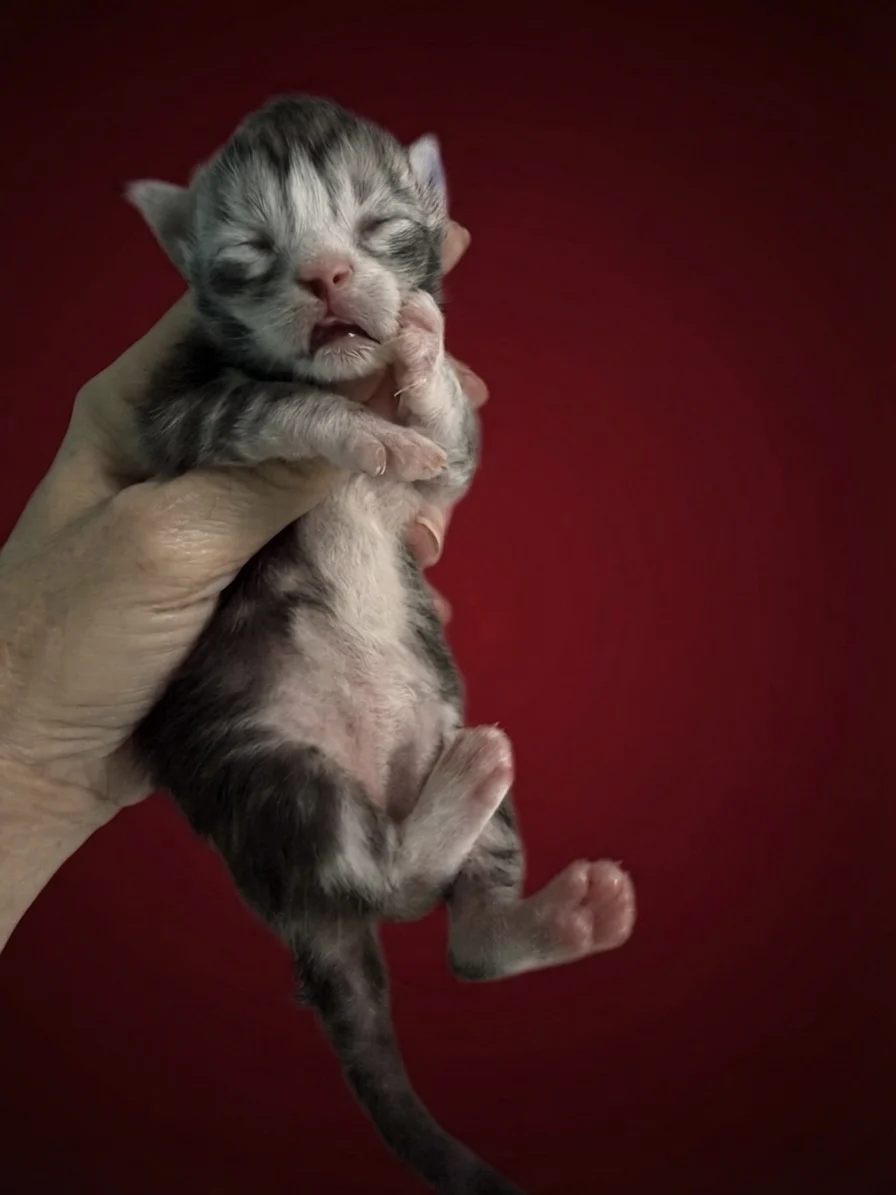 Black silver tabby & white Maine Coon new born kitten with white belly