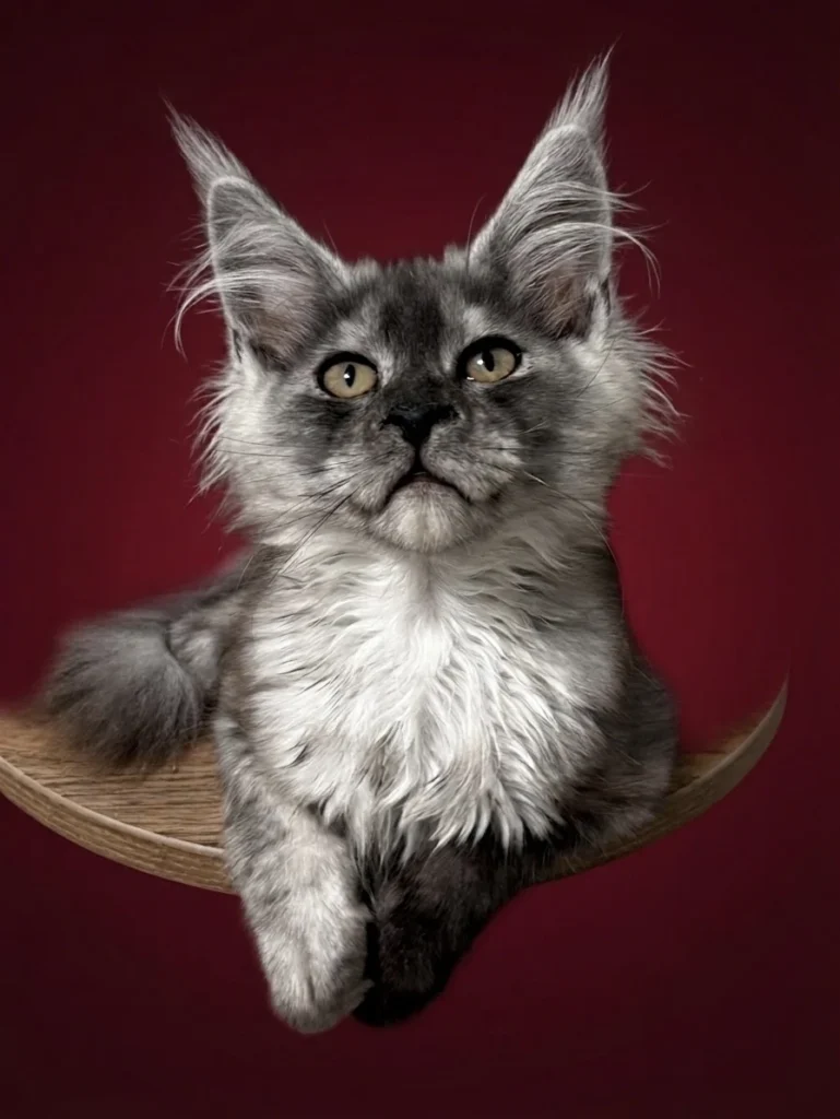 Black smoke Maine Coon female with very strong features