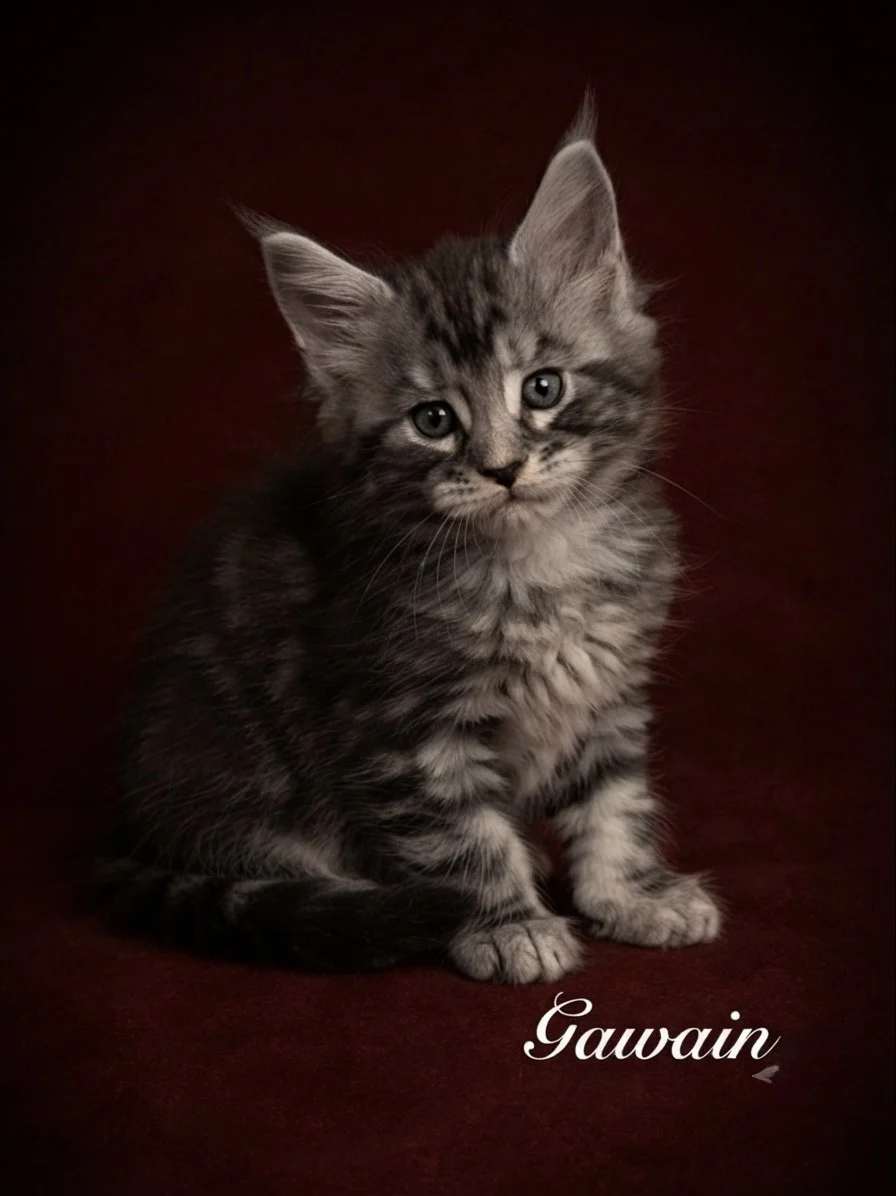 Black silver tabby Maine Coon kitten with very nice markings