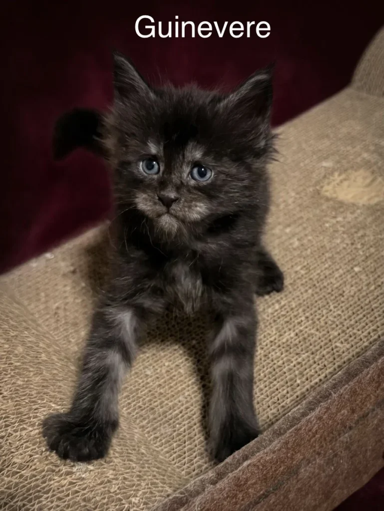 Black smoke Maine Coon female with a beautiful face